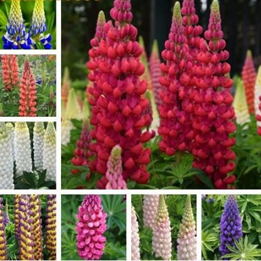 50-pcs-bag-lupine-biji-paket-asli-biji-bunga-abadi-untuk-taman-mudah-tumbuh-tanaman-bonsai