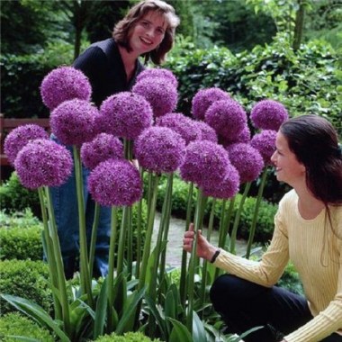 allium-luk-dekorativnyj-ambassador-1-lukovica