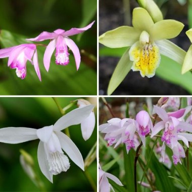 bletilla3