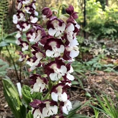 calanthe-hardy-orchi_nwpxbk4lgaq6