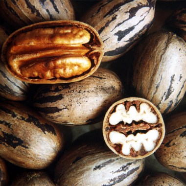 carya_pecan_seeds