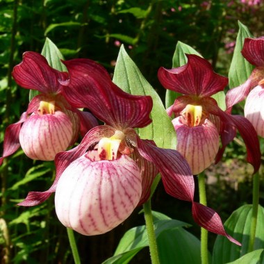 cypripedium-gisela.-tsipripedium-bashmachok-gizela.gisela