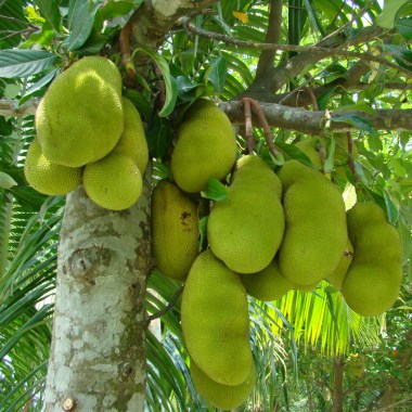 nangka-artocarpus-integra