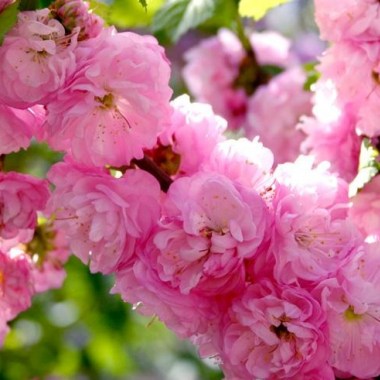 prunus_triloba_2