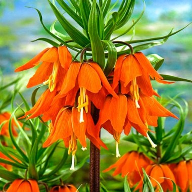 ryabchik-fritillyariya-imperatorskiy-rubra_1