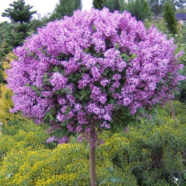 syringa-palibin-sur-tige