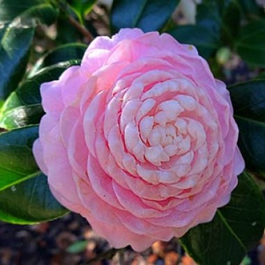 021014pinkperfectioncamellia7