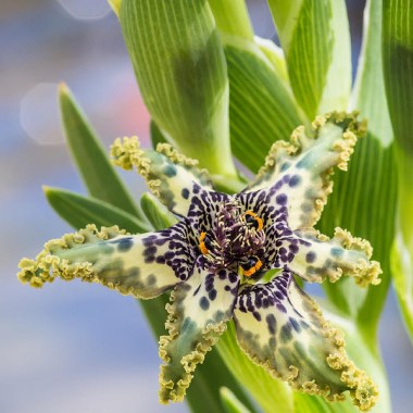 1-ferraria-crispa-priya-ghose