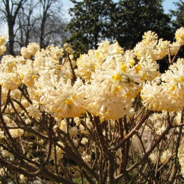 102978979_large_edgeworthia_chrysantha
