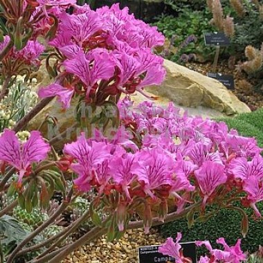 1186050_pelargonium_endlicherianum___pelargonie__muskat_main_large