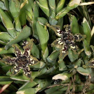 1200px-ferraria_crispa_1ds-ii_2-1828