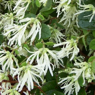 1949-emerald-snow-loropetalum