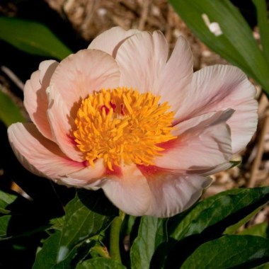 2009_0