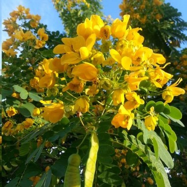 20131101_174920cassia_surattensis_ta