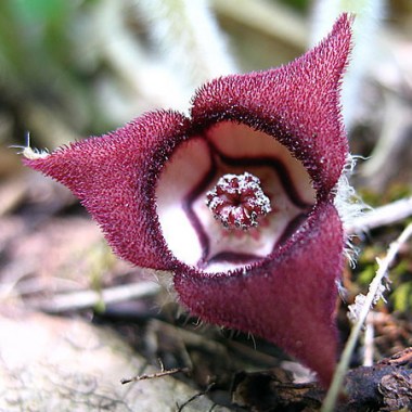 21698_photo_wild_ginger_lg