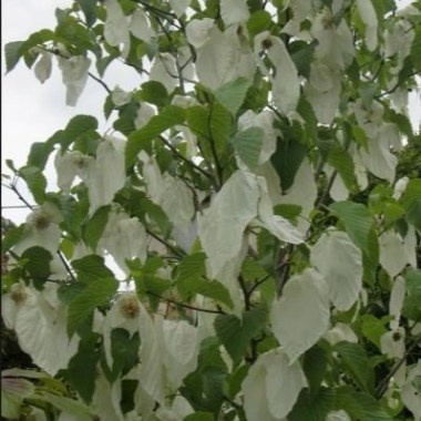 294210494-davidia-involucrata-sonoma