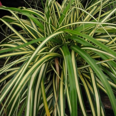 40ae7f82c2b2cba5c6301543e2d2134c--carex-morrowii-perspective
