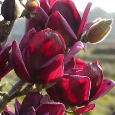 552480484_2_644x461_magnoliya-genie-magnolya-dzhen-fotografii