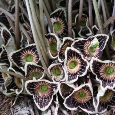 5c850ac4f22de_asarum_speciosum_with_its_brown_flowers