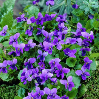 602773i-viola-fialka-dushistaya-konigin-charlotte