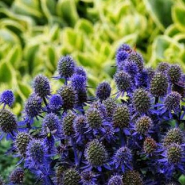 62537664-eryngium-tiny-jackpot-eryngo-dwarf-sea-holly