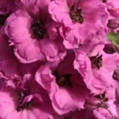 6b075030ad4b88b515825eb4cefc6aa8