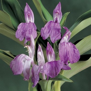 8489_roscoea_purpurea201201191404501