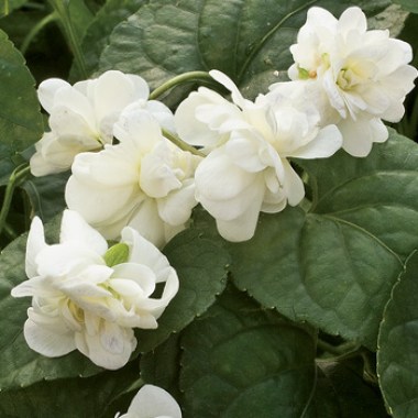 887865-viola-fialka-dushistaya-comte-de-brazza