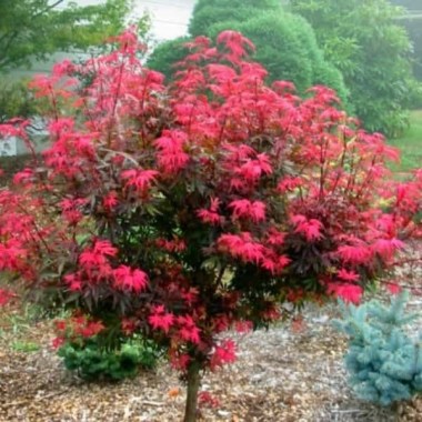acer-palmatum-shaina-wfhjdefzrsiu