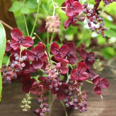 akebia-longeracemosa-chocolate-vine-0
