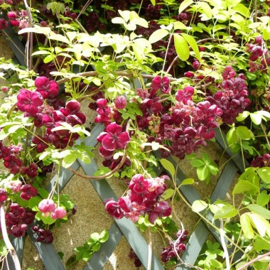 akebia_quinata