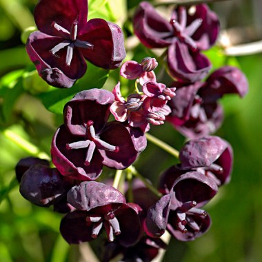 akebiya