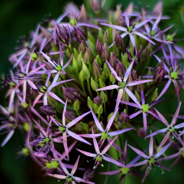 allium-christophii-4278881_960_720