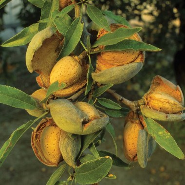 almond