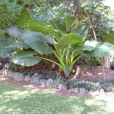 alocasia2