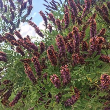 amorfa-amorfa-kustarnikovaja-amorpha-fruticosa-kustarnik-indigo-lozhnyj-indigo-amorfa-polukustarnikovaja-hlebnoe-semja-sladkij-tmin-golubinyj-anis-7