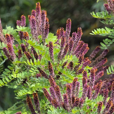 amorpha-fruticosa-3-saxifraga-bart-vastenhouw