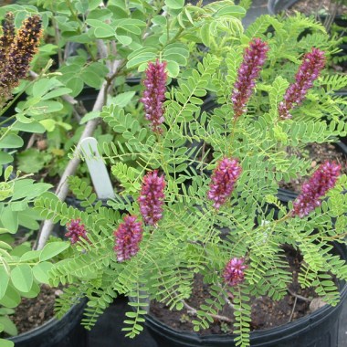 amorpha-nana9