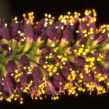 amorpha_fruticosa_big08