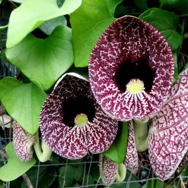 aristolochia-elegans-visoflora-89290