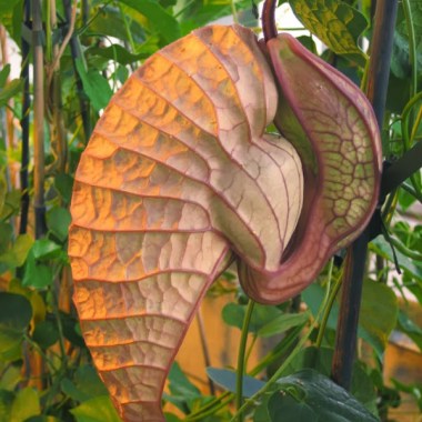 aristolochia_grandiflora1