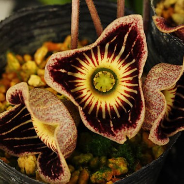 asarum-speciosum-3