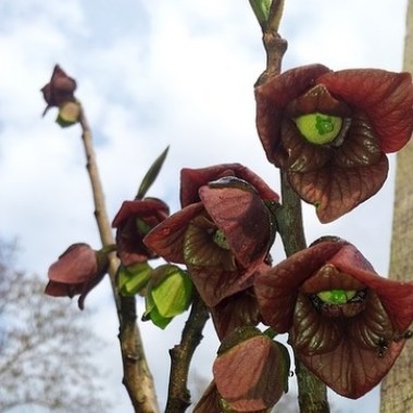 asimina-triloba_sunflower_ccby0