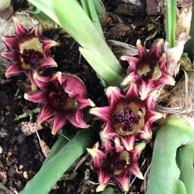 aspidistra-attenuata-alishan-broad-a1tw-355b-flowers4