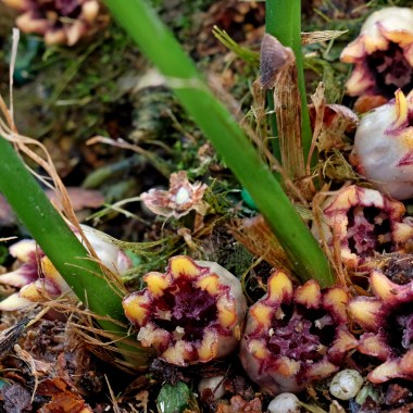 aspidistra-columellaris-giraffe-in-flower-closeup