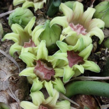 aspidistra_attenuata_bswj377_flowers_closeup