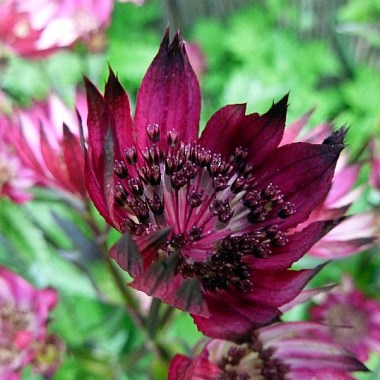 astrantia-hadspen-blood18-z