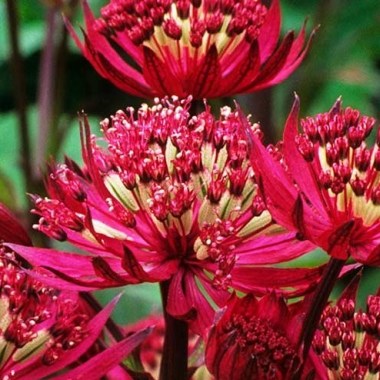 astrantia_collection_1014526-kopiya