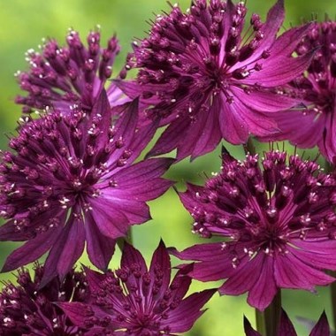 astrantia_collection_1014526