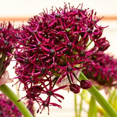 atropurpureum-1-500x500